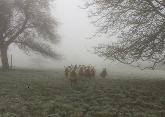 les brebis dans la pâture gelées