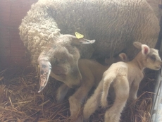 Une mère et ses agneaux quelques temps après la mise bas