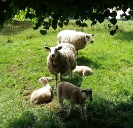 les brebis et leurs agneaux en pâture